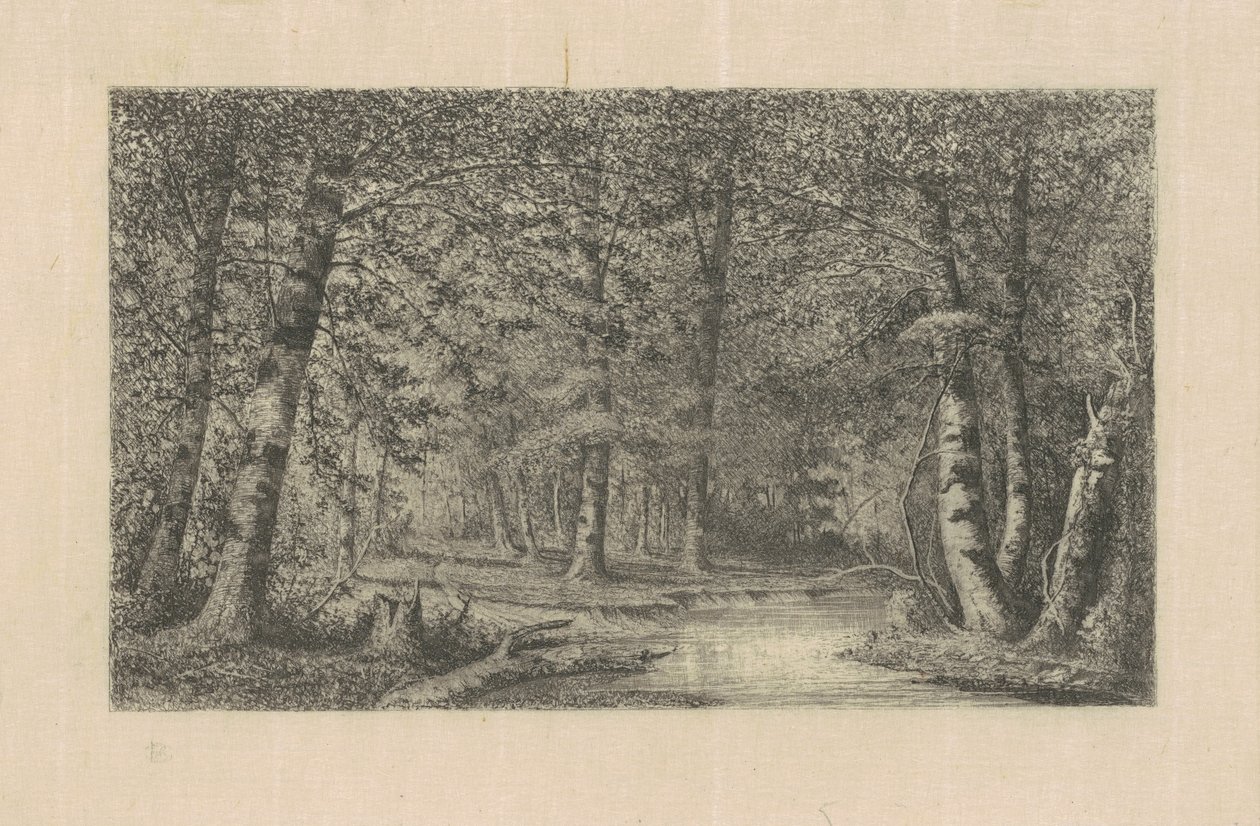 Beech Forest by Carl C. Brenner