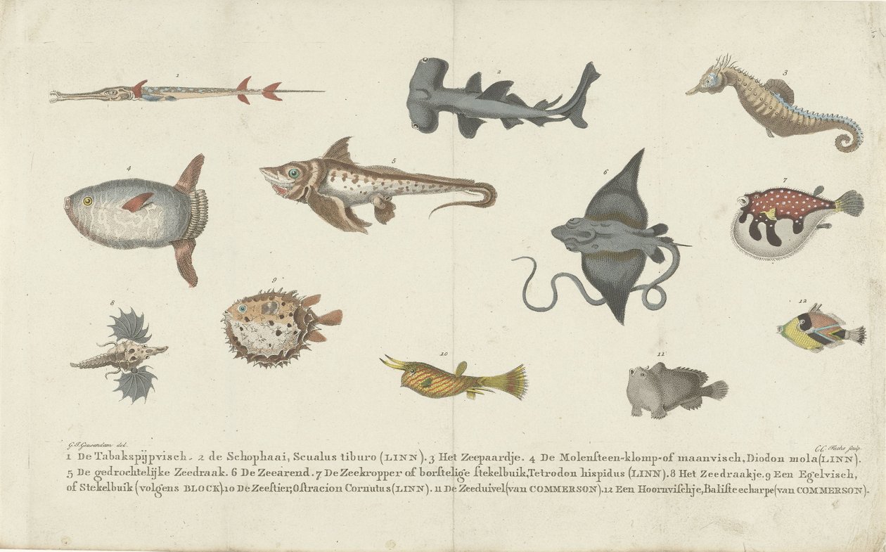 Twelve Different Fish Species by Carl Cristiaan Fuchs