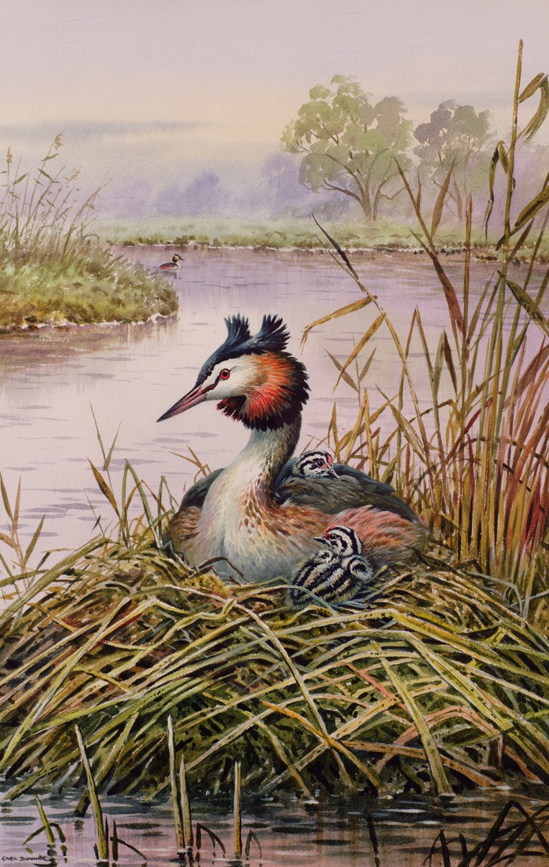 Great-Crested Grebes by Carl Donner