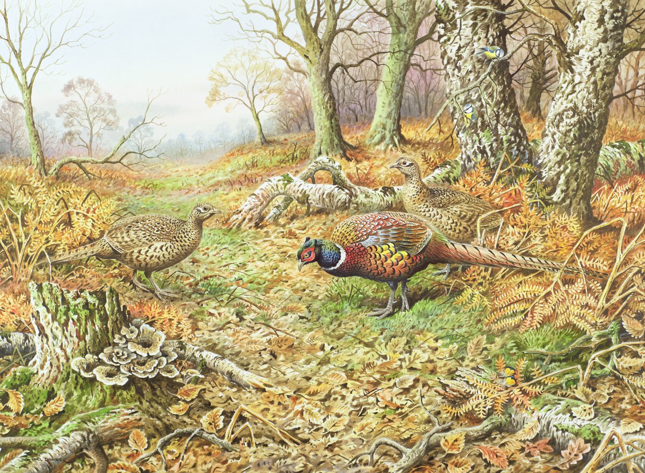 Pheasants with Blue Tits by Carl Donner