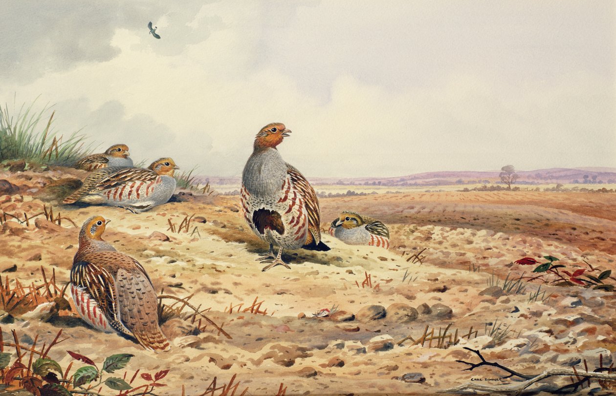Red-Legged Partridge by Carl Donner