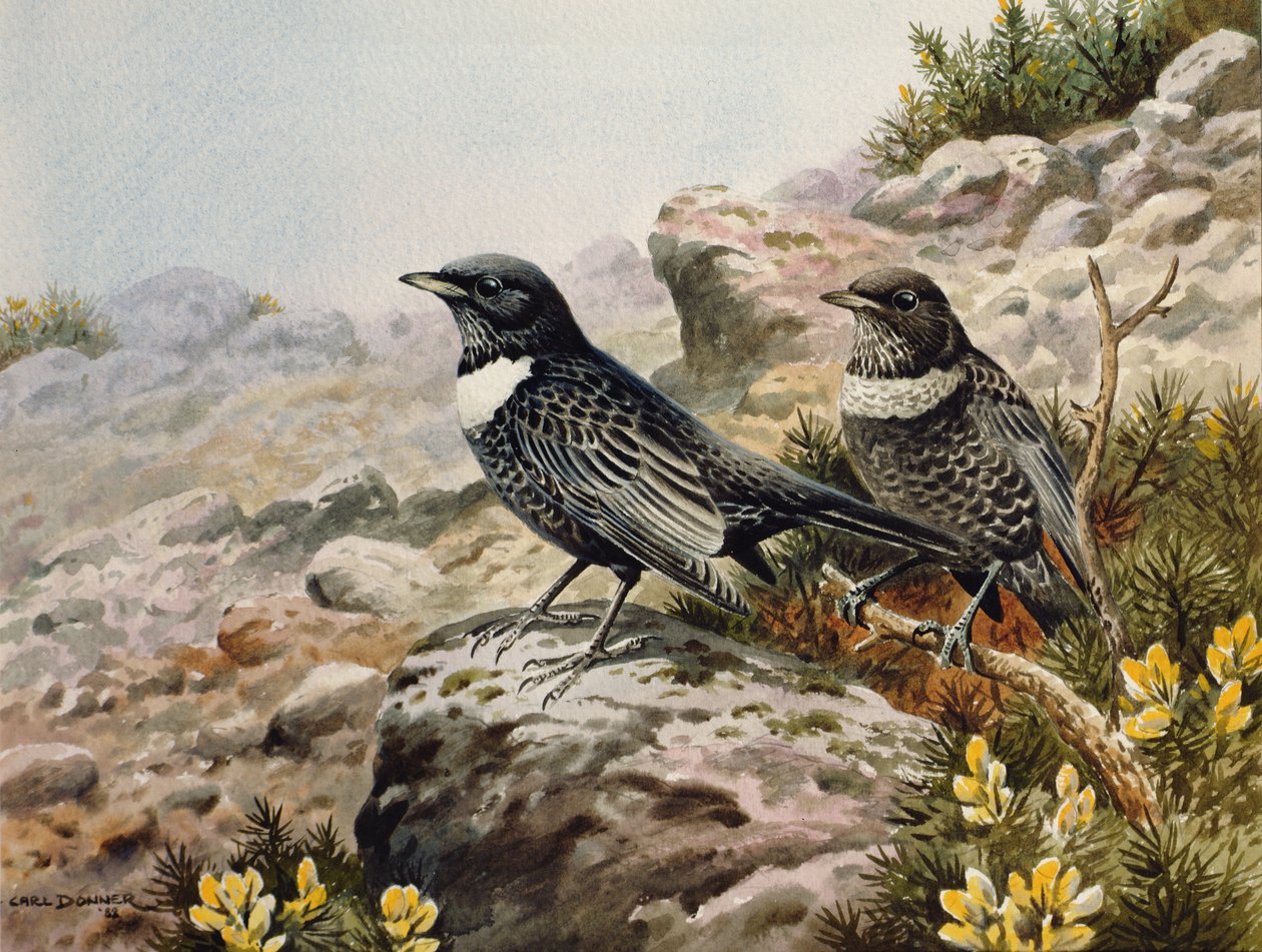 Ring Ousels by Carl Donner