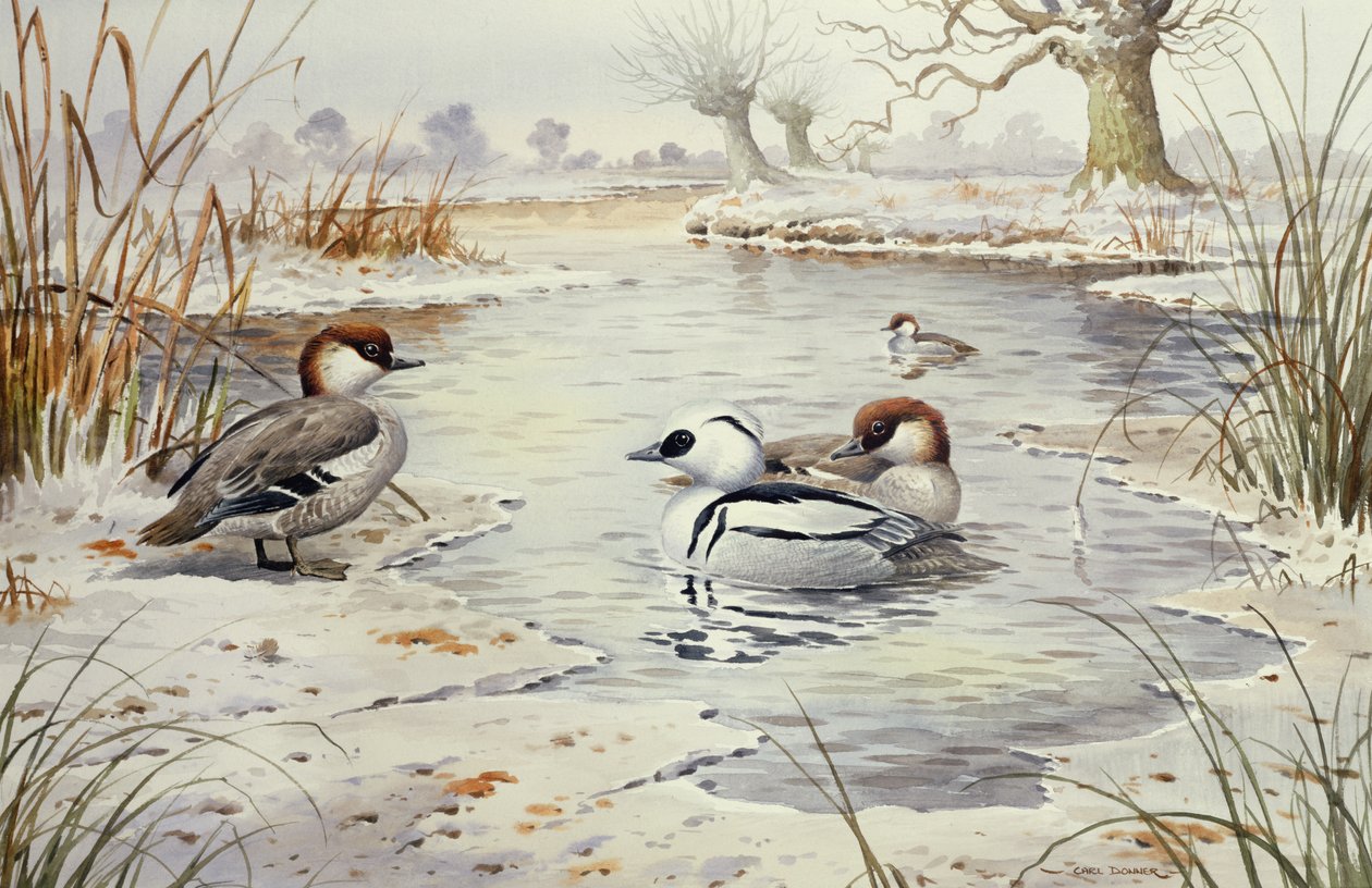 Smew by Carl Donner
