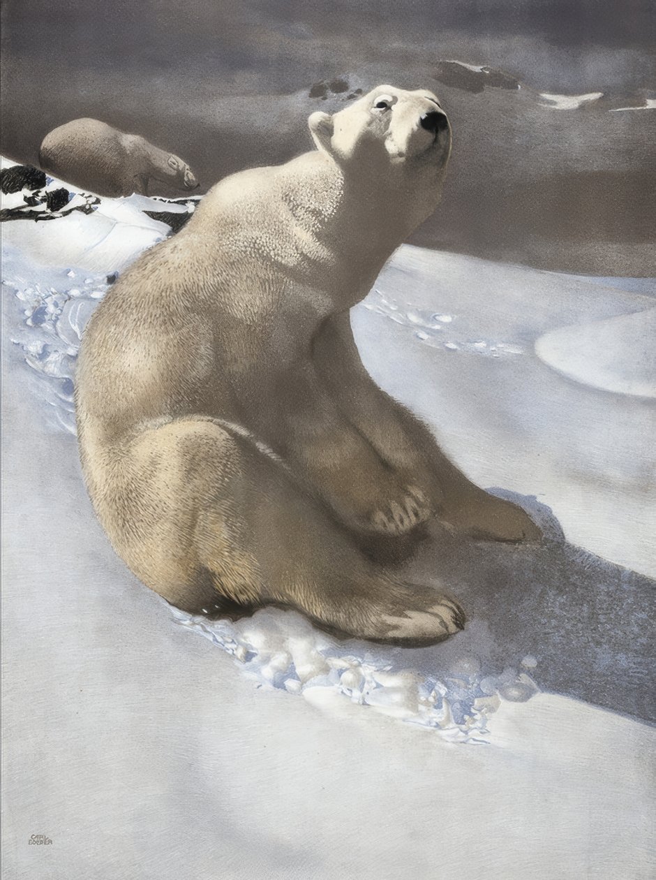 Polar Bear by Carl Ederer