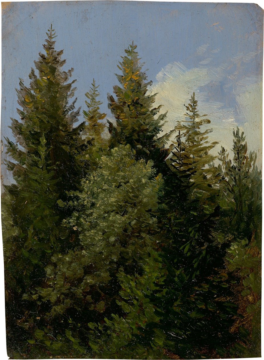 Firs by Carl Gustav Carus