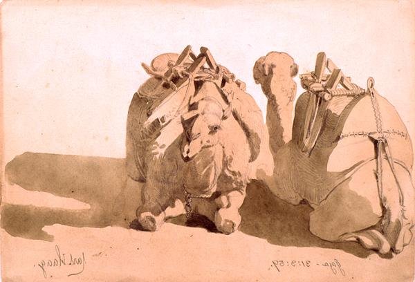 Study of Camels by Carl Haag