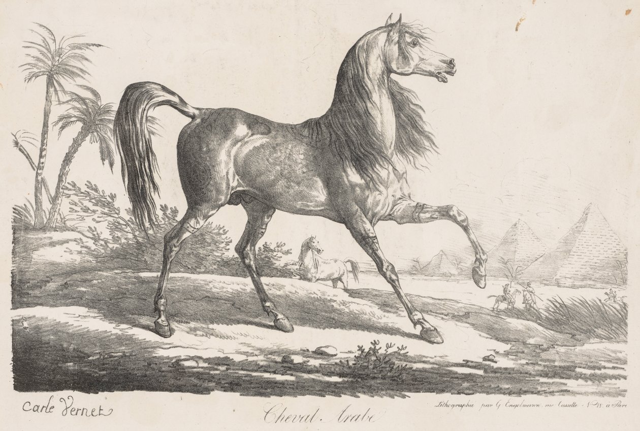 Suite de Chevaux: Cheval Arabe by Carle Vernet
