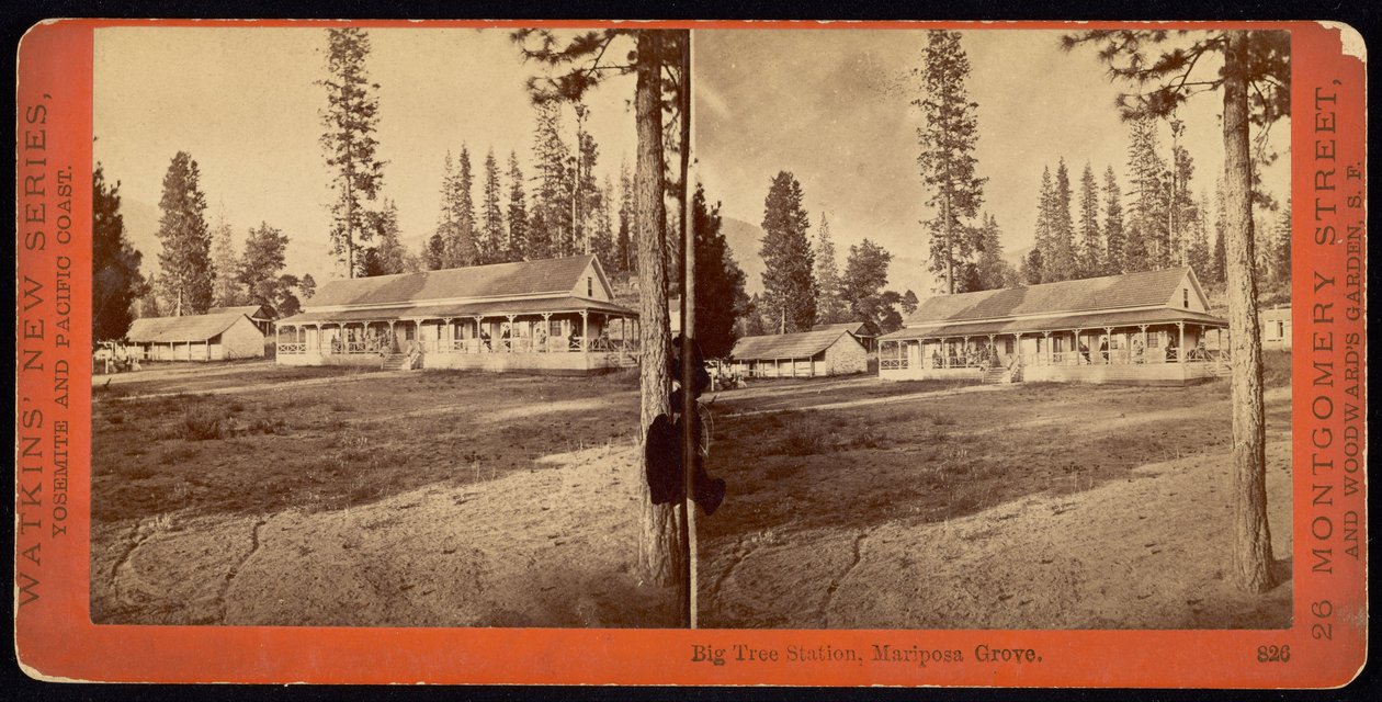 Big Tree Station, Mariposa Grove by Carleton E. Watkins
