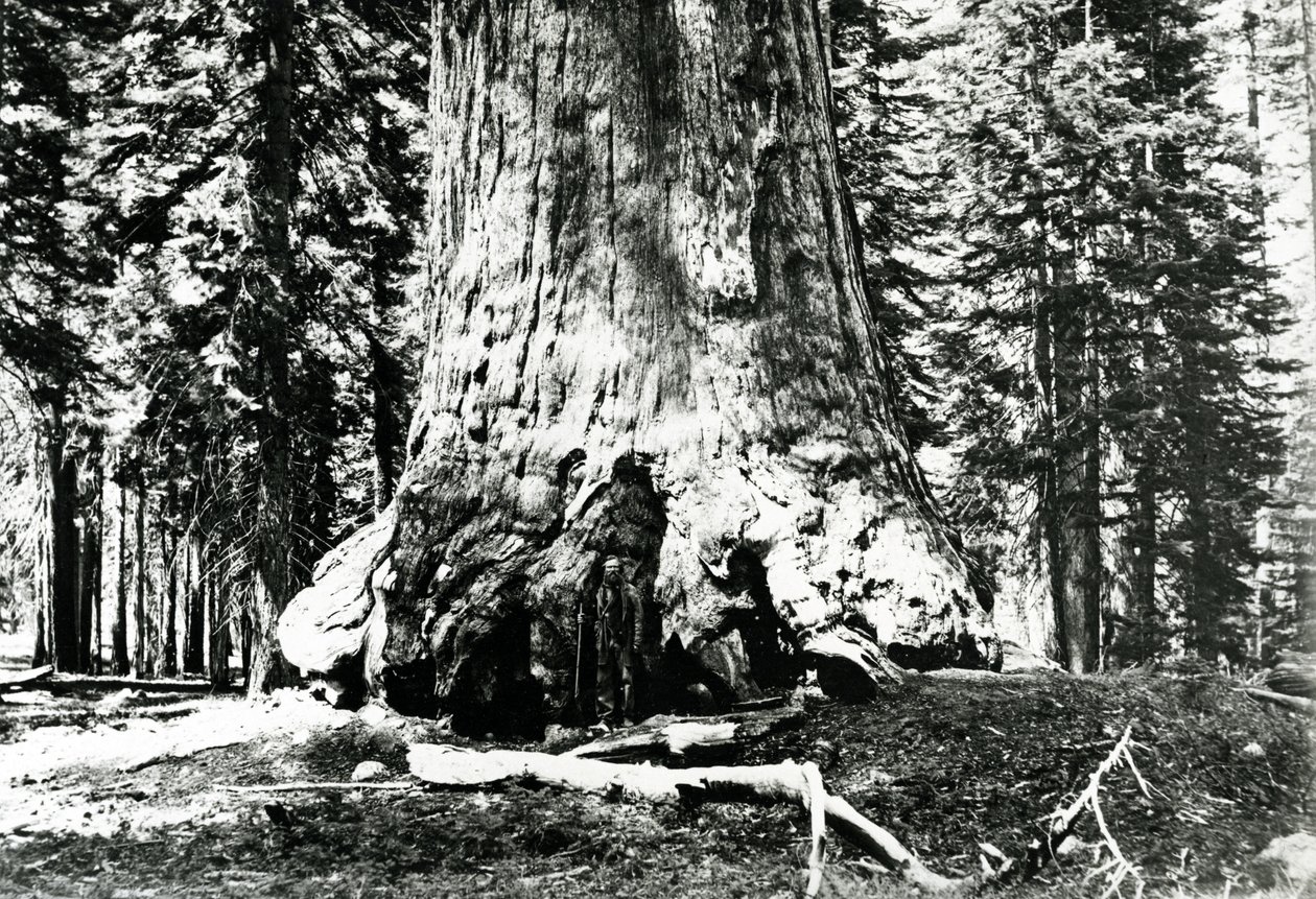 Base of the Grizzly Giant by Carleton E. Watkins
