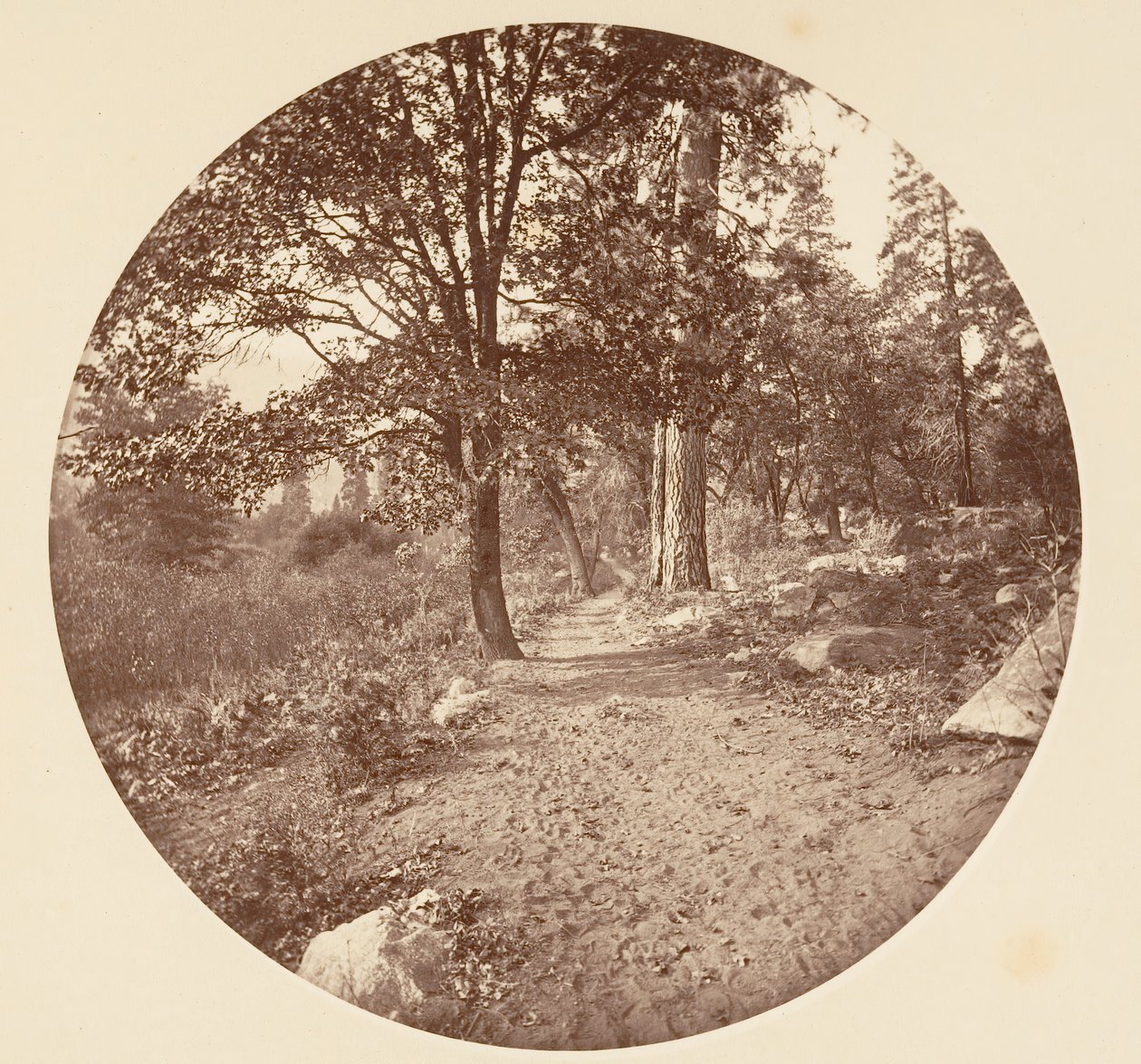In the Yosemite Valley by Carleton Emmons Watkins