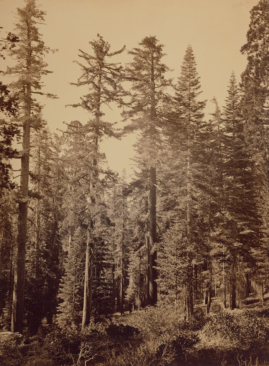 Forest Scene / Sugar Pines by Carleton Watkins