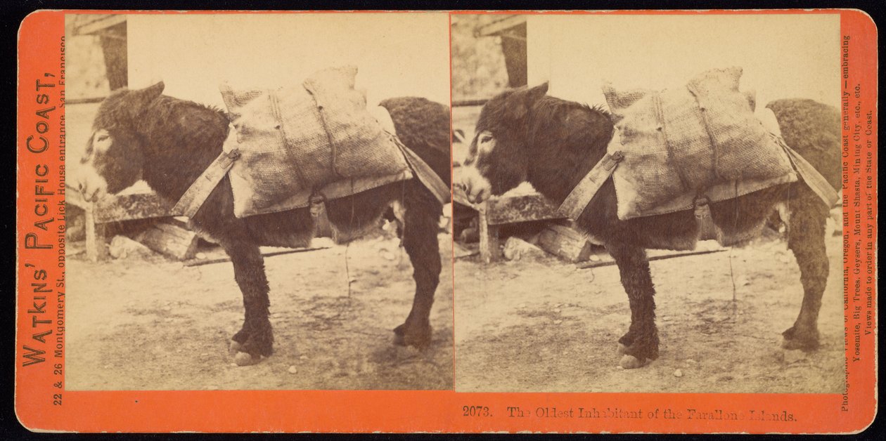 The Oldest Inhabitant of the Farallone Islands by Carleton Watkins