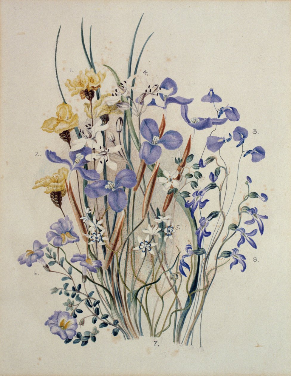Spring Flowers by Caroline Louisa Meredith