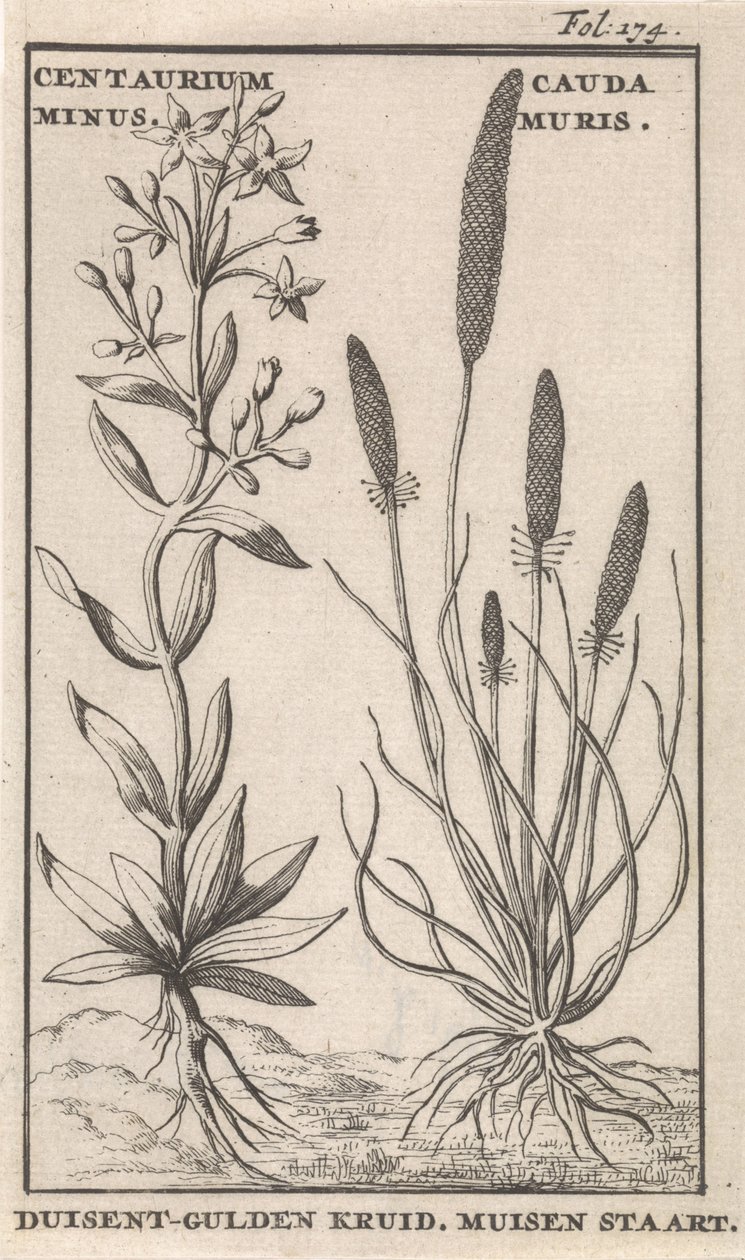 Centaury and Mouse Tail by Caspar Luyken