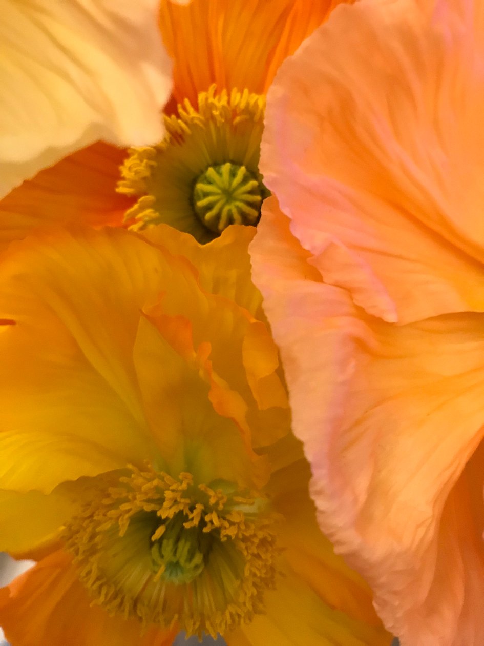 Composition - Flowers by Cécile Jamet