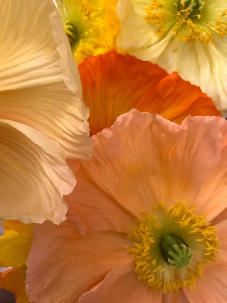 Composition - Flowers by Cécile Jamet
