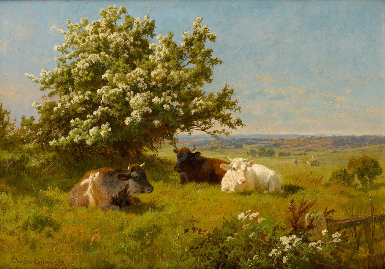 Cows in a Meadow, 1899 by Charles Collins