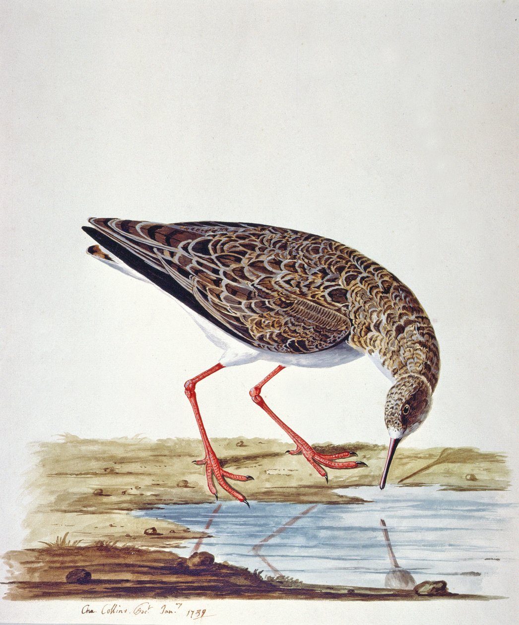 Curlew Sandpiper by Charles Collins