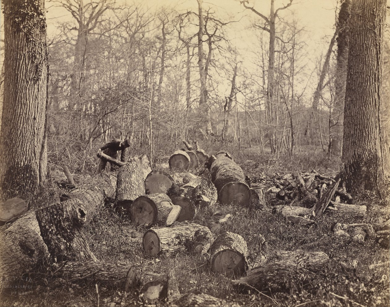 Forest of Fontainebleau by Charles Famin