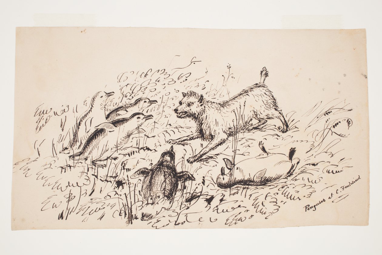 Penguins at Cape Foulwind by Charles Heaphy