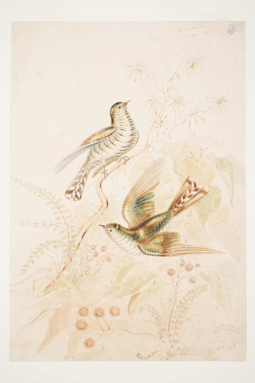 Cuckoo New Zealand by Charles Heaphy