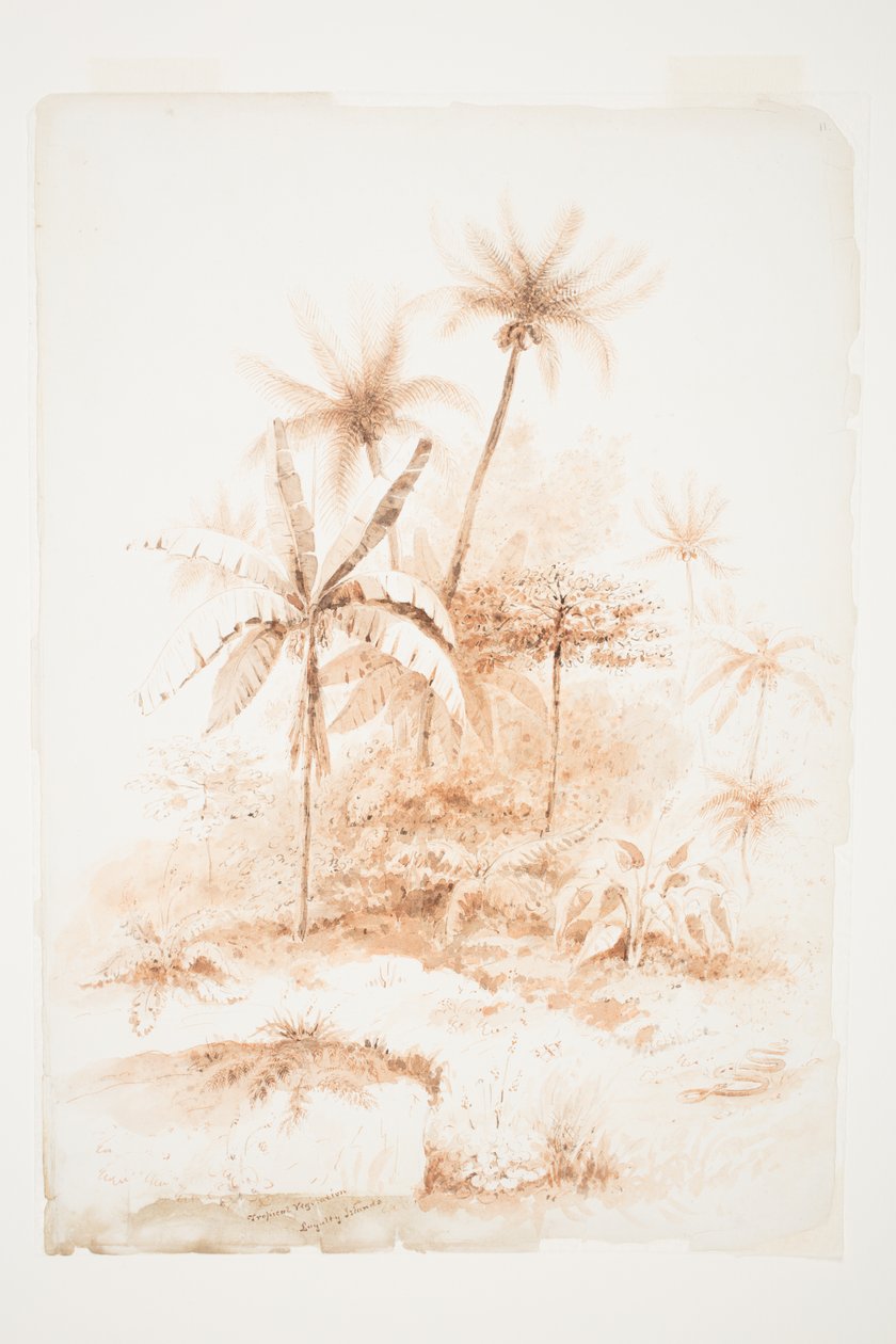 Tropical Vegetation, Loyalty Islands by Charles Heaphy