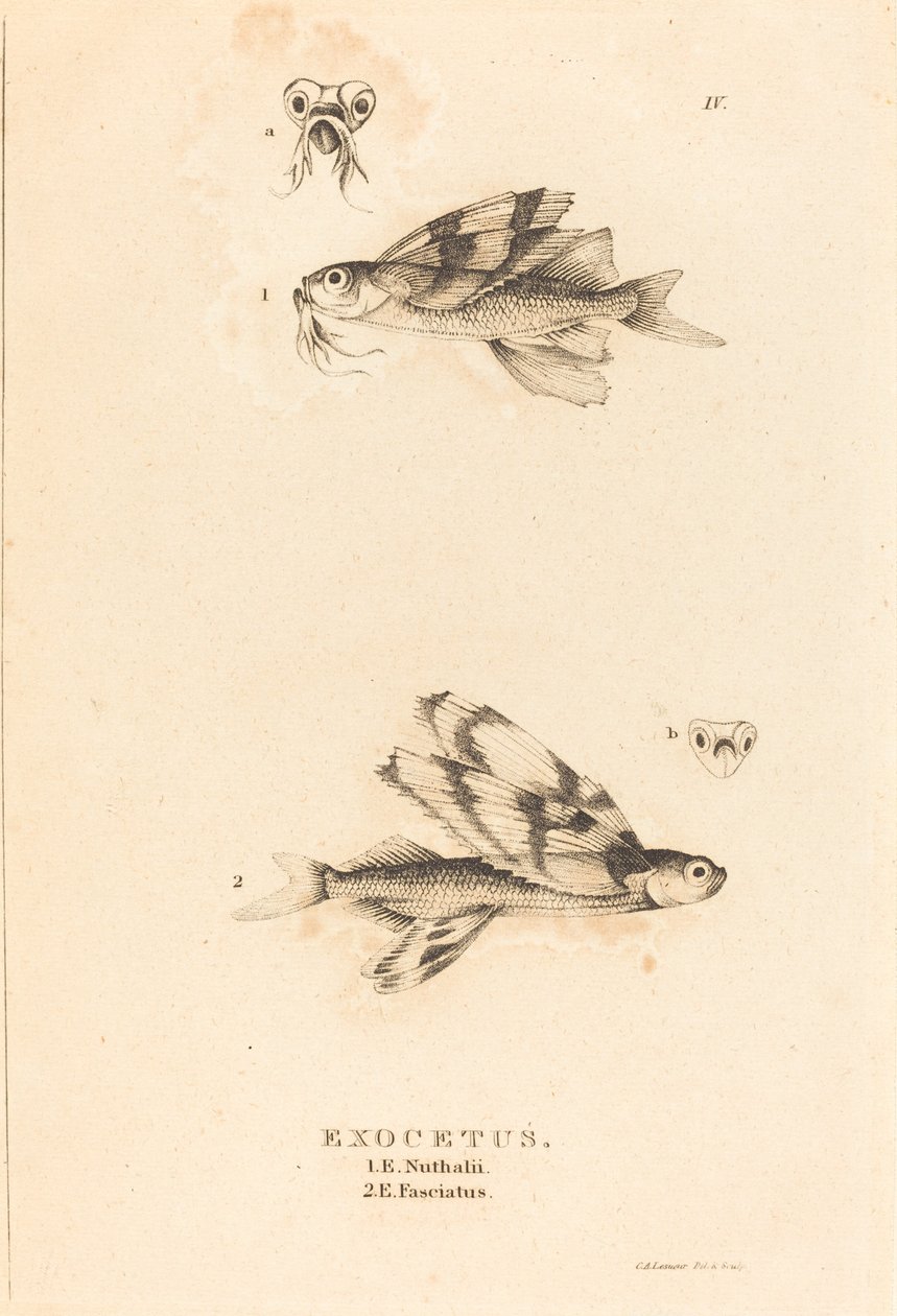 Exocetus by Charles Alexandre Lesueur