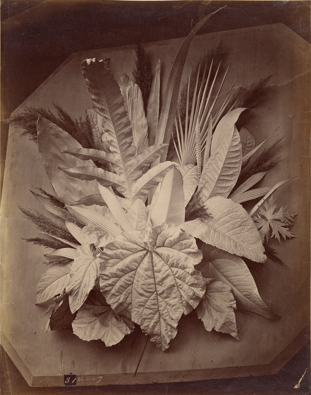 Leaf Arrangement by Charles Aubry