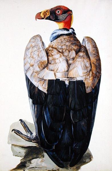 A Vulture by Charles Collins