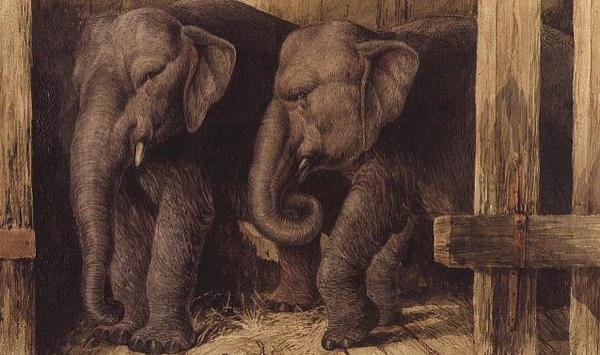 Two Elephants by Charles Edward Brittan