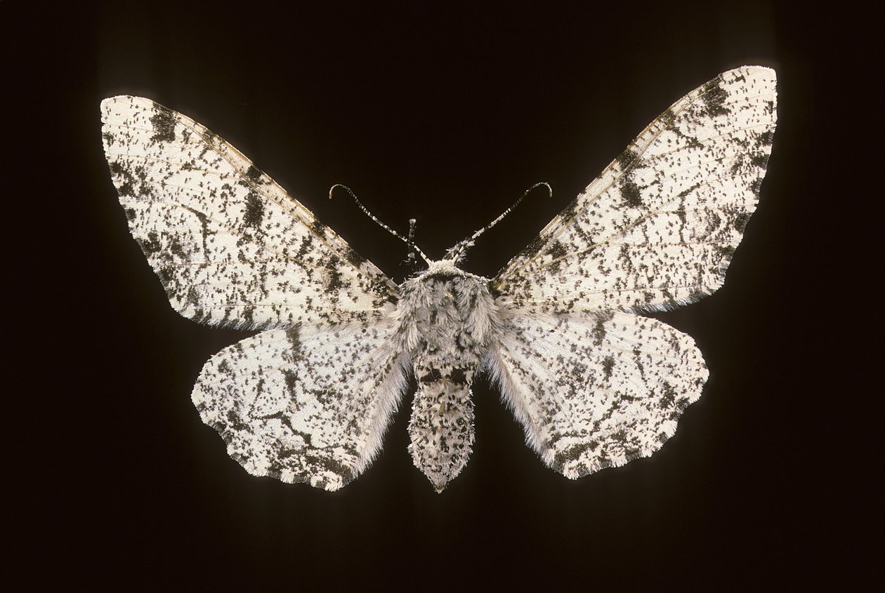 Birch Phalene by Augustus Kollner