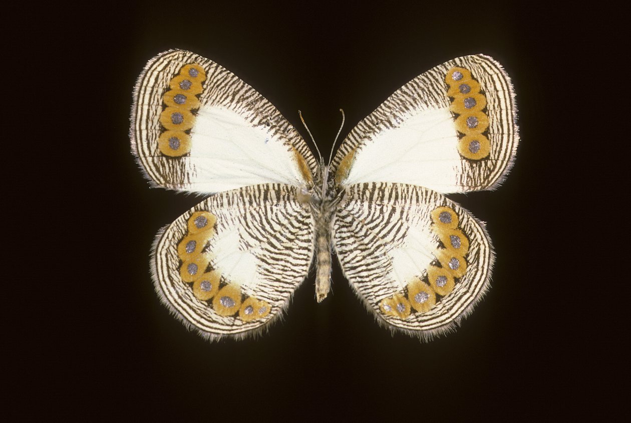 Physcaeneura leda by Augustus Kollner
