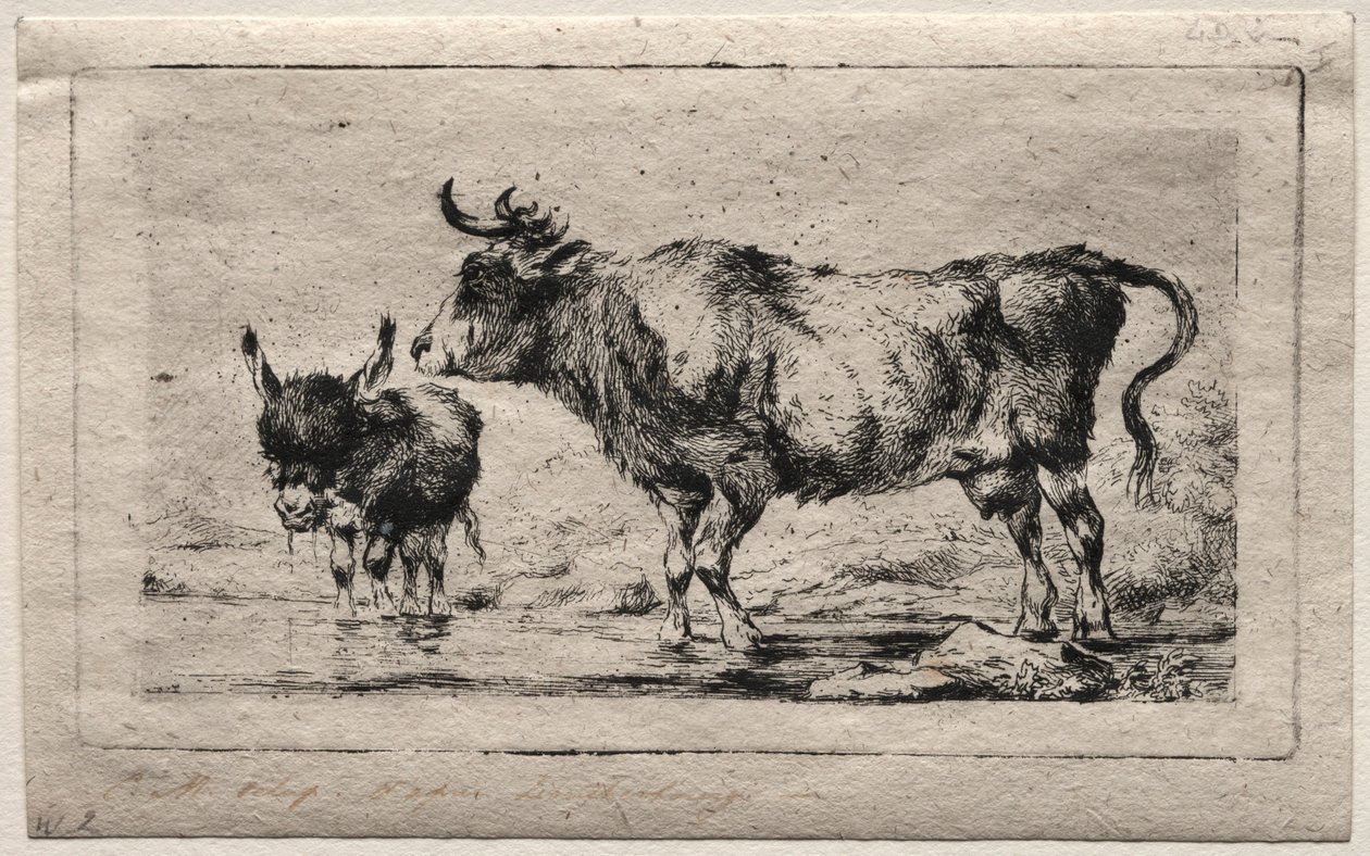 Cow and Ass by Charles Meryon