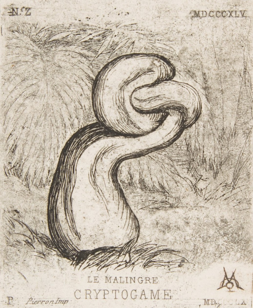 The Puny Cryptogamia by Charles Meryon