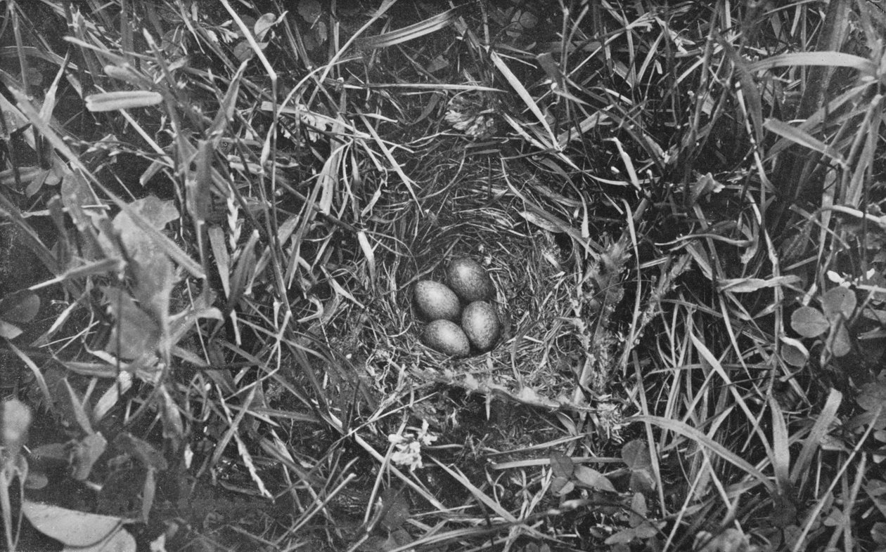 Nest of Skylark by Charles Reid