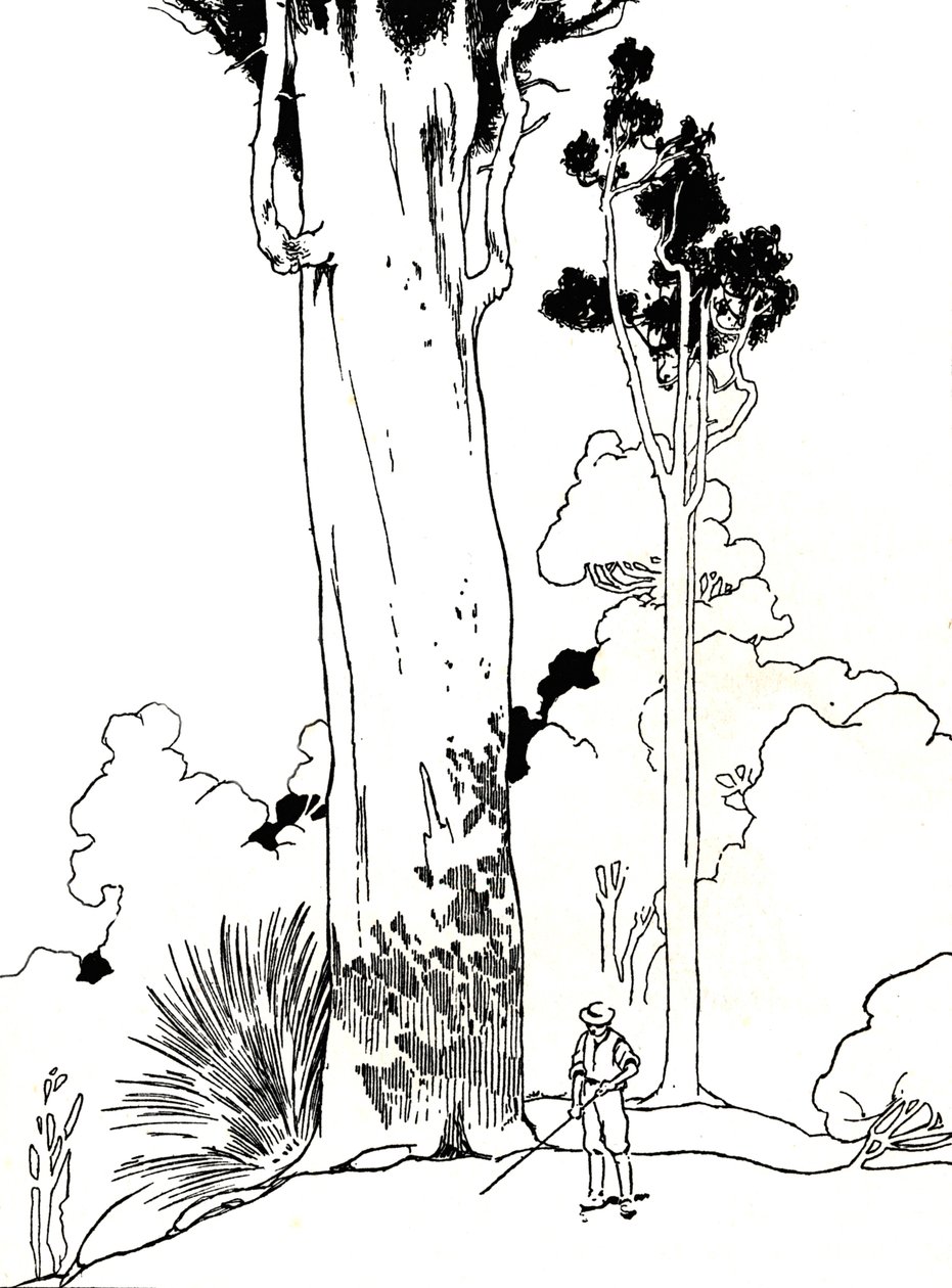 A Kauri Tree by Charles Robinson