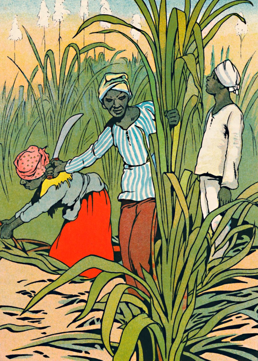 At Work Among The Sugar-Canes, 1912 by Charles Robinson