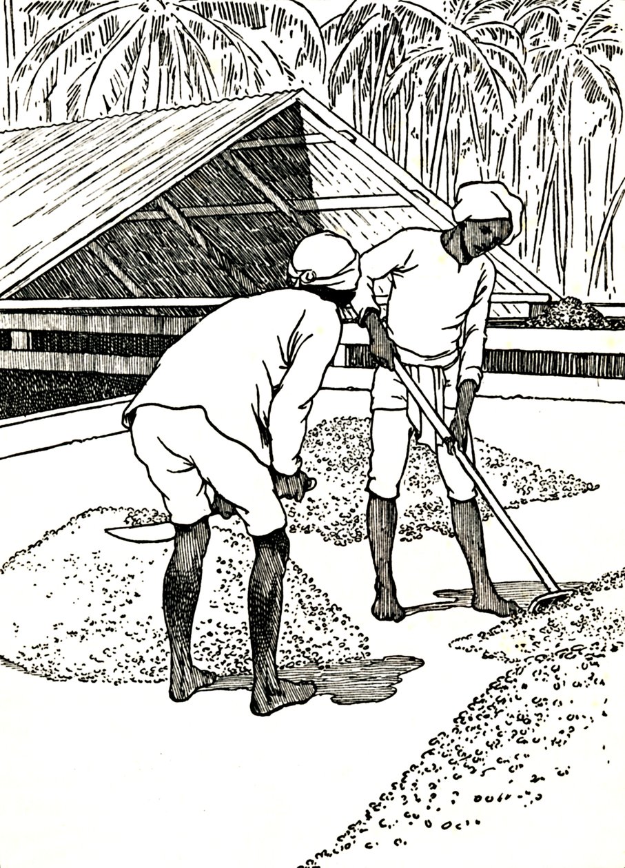 Drying the Cocoa by Charles Robinson