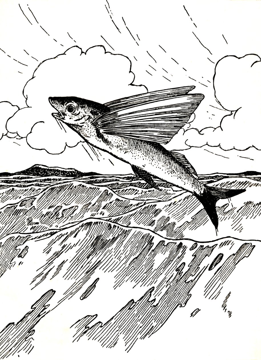 The Flying Fish by Charles Robinson