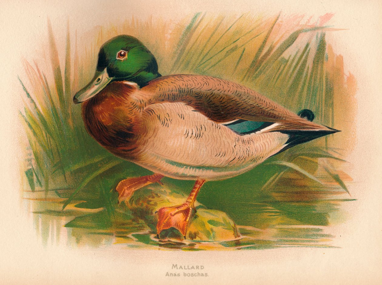 Mallard Anas boschas by Charles Whymper
