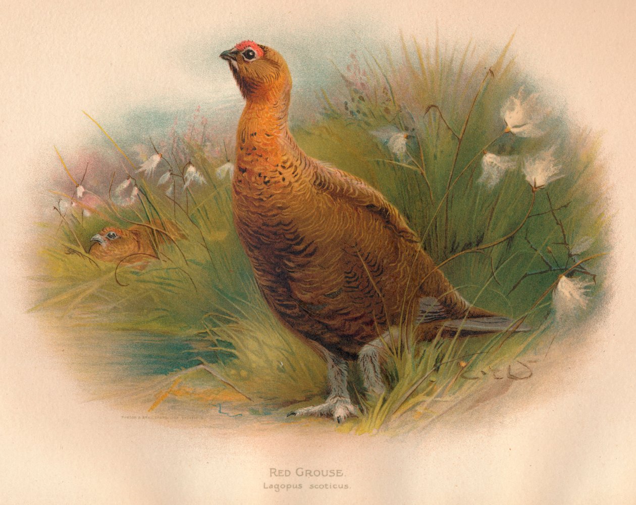 Red Grouse Lagopus Scoticus by Charles Whymper