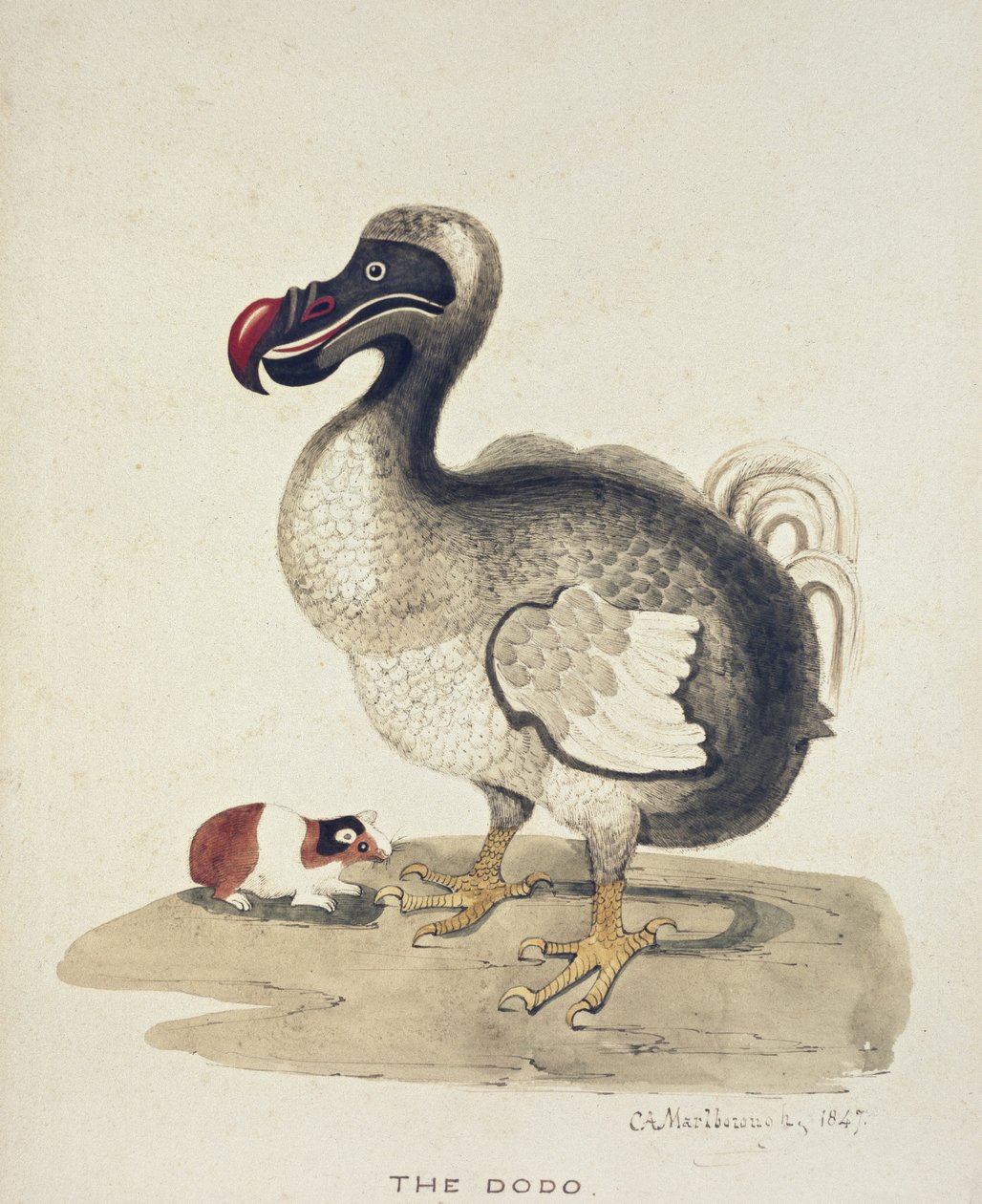 Study of a Dodo and a Guinea-pig, 1847 by Charlotte Augusta Duchess of Marlborough Spencer Churchill