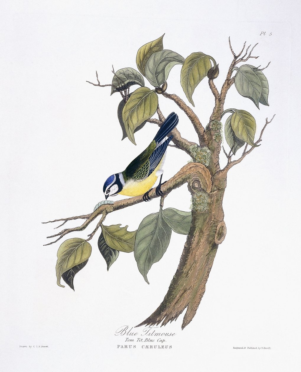 Blue Titmouse by Charlotte L. E. Perrott