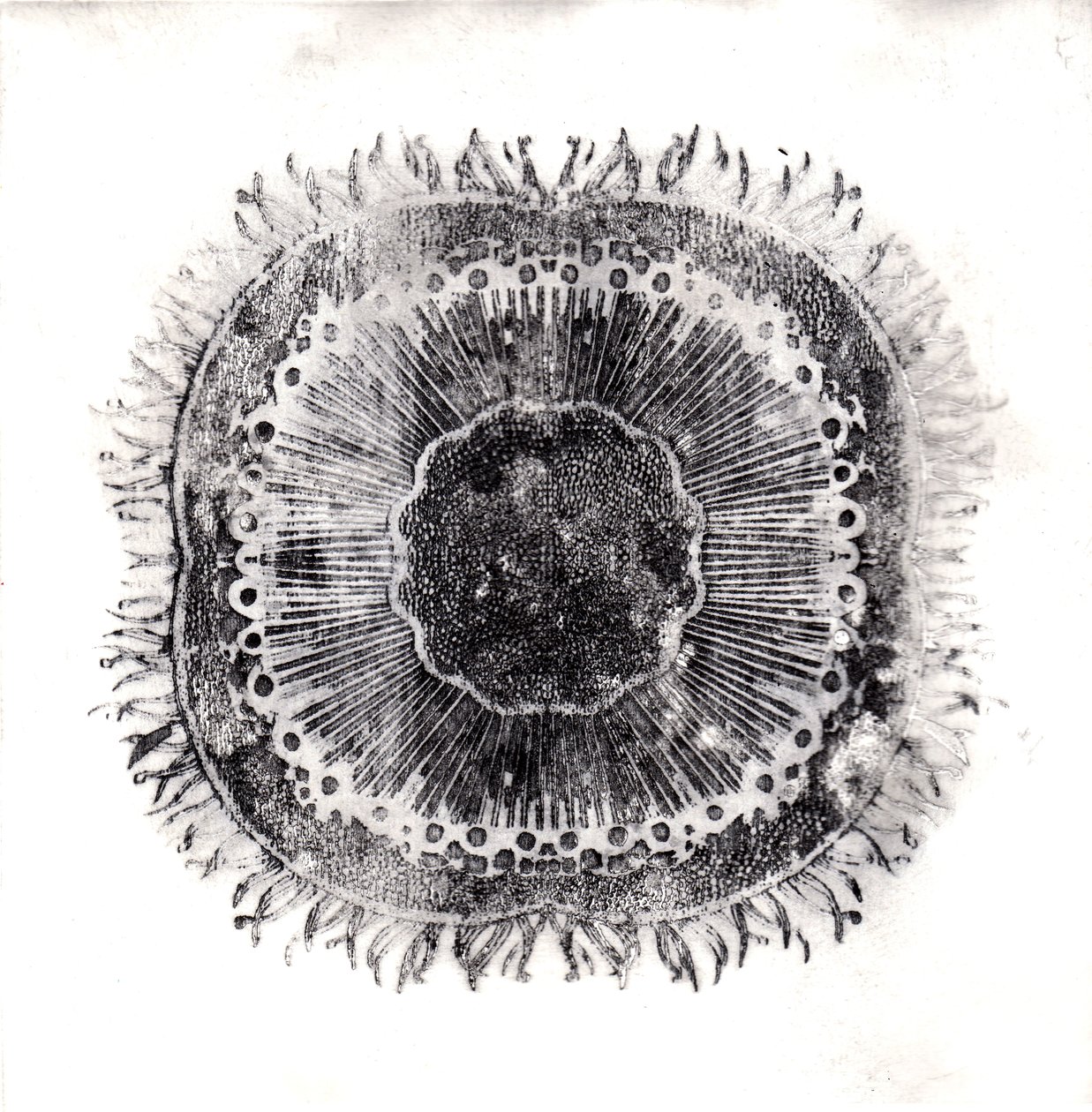 Plant Cells by Charlotte Orr