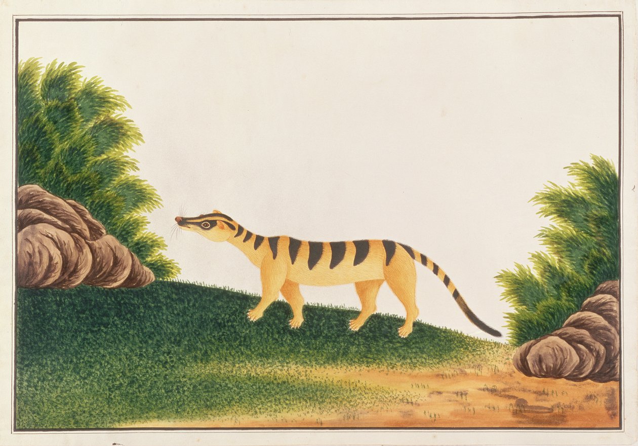Banded Palm Civet, from Drawings of Animals, Insects and Reptiles from Malacca by Chinese School