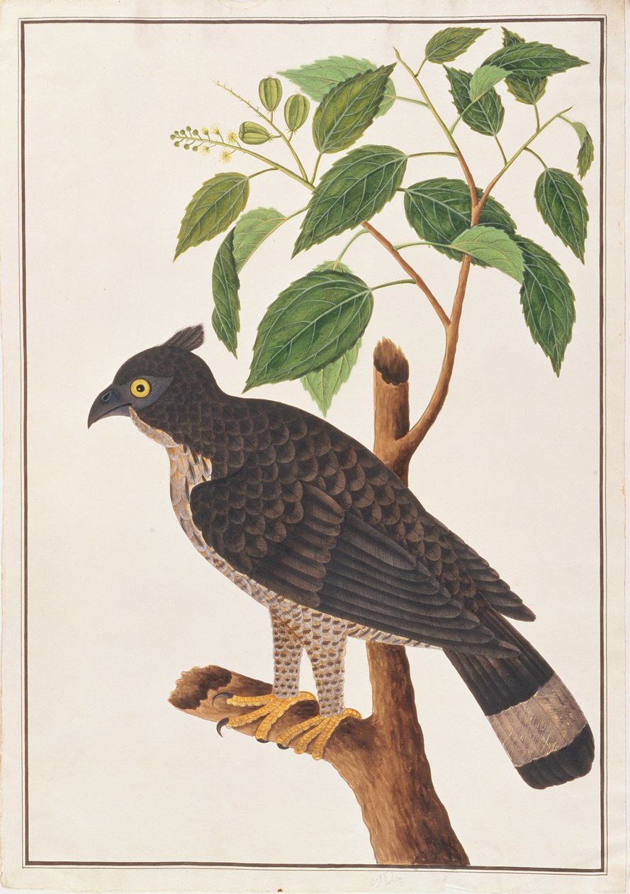 Blyths Hawk Eagle, from Drawings of Birds from Malacca, c.1805-18 by Chinese School