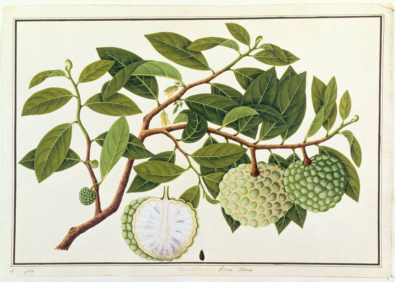 Bua Nora, from Drawings of Plants from Malacca, c.1805-18 by Chinese School
