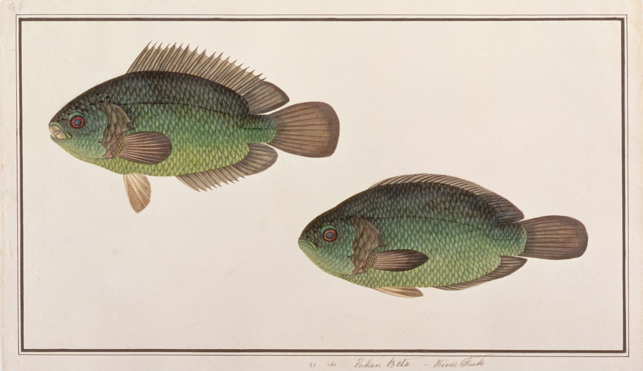 Climbing Perch, from Drawings of Fishes from Malacca, c.1805-18 by Chinese School