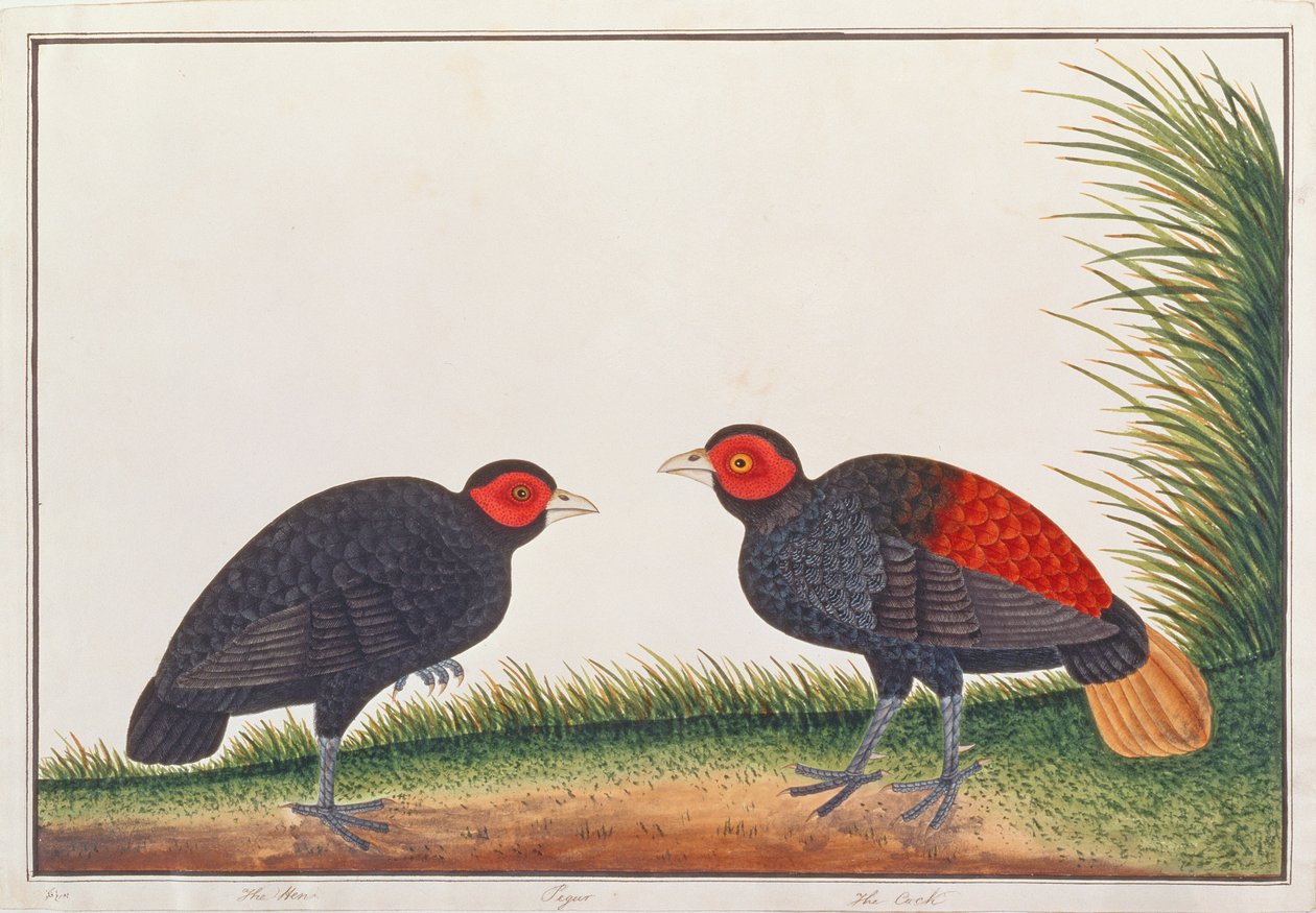 Crestless Fireback, from Drawings of Birds from Malacca, c.1805-18 by Chinese School