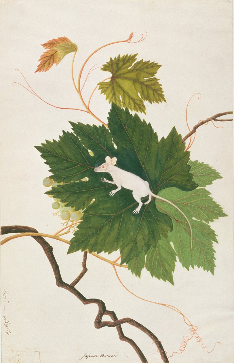 House Mouse, from Drawings of Animals, Insects and Reptiles from Malacca by Chinese School